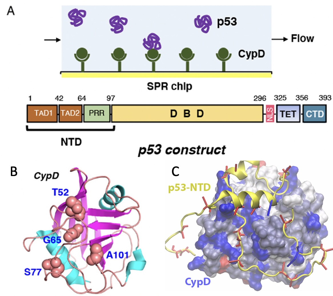 CypD/p53