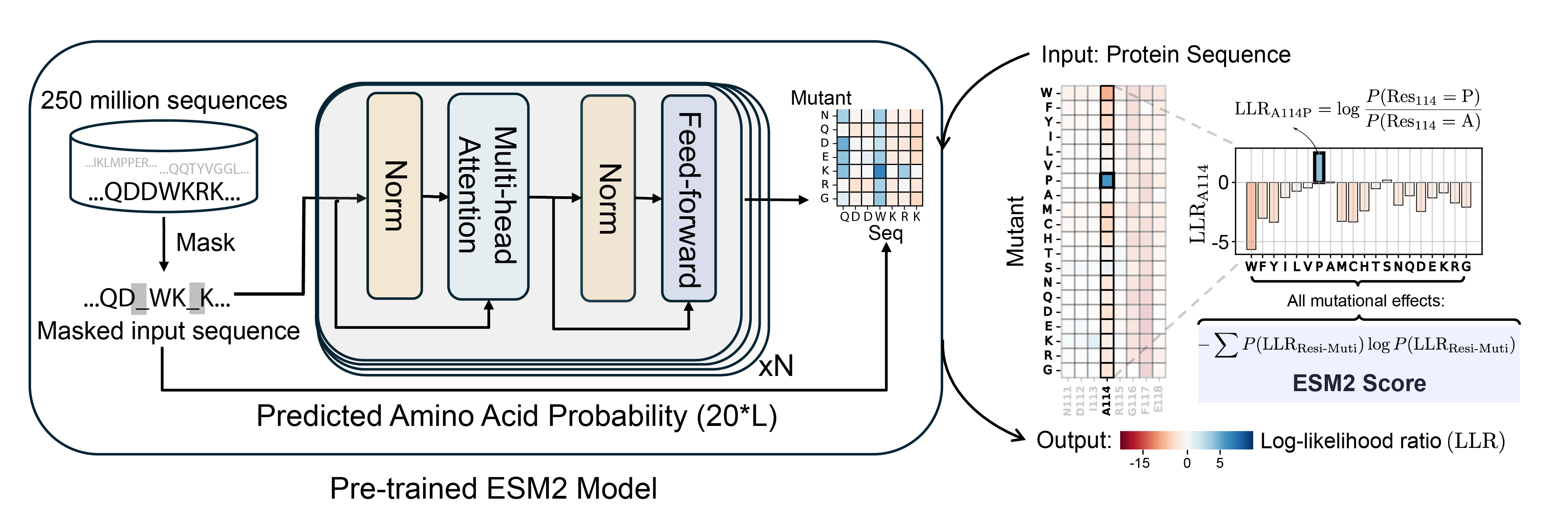 Protein_Language_Model